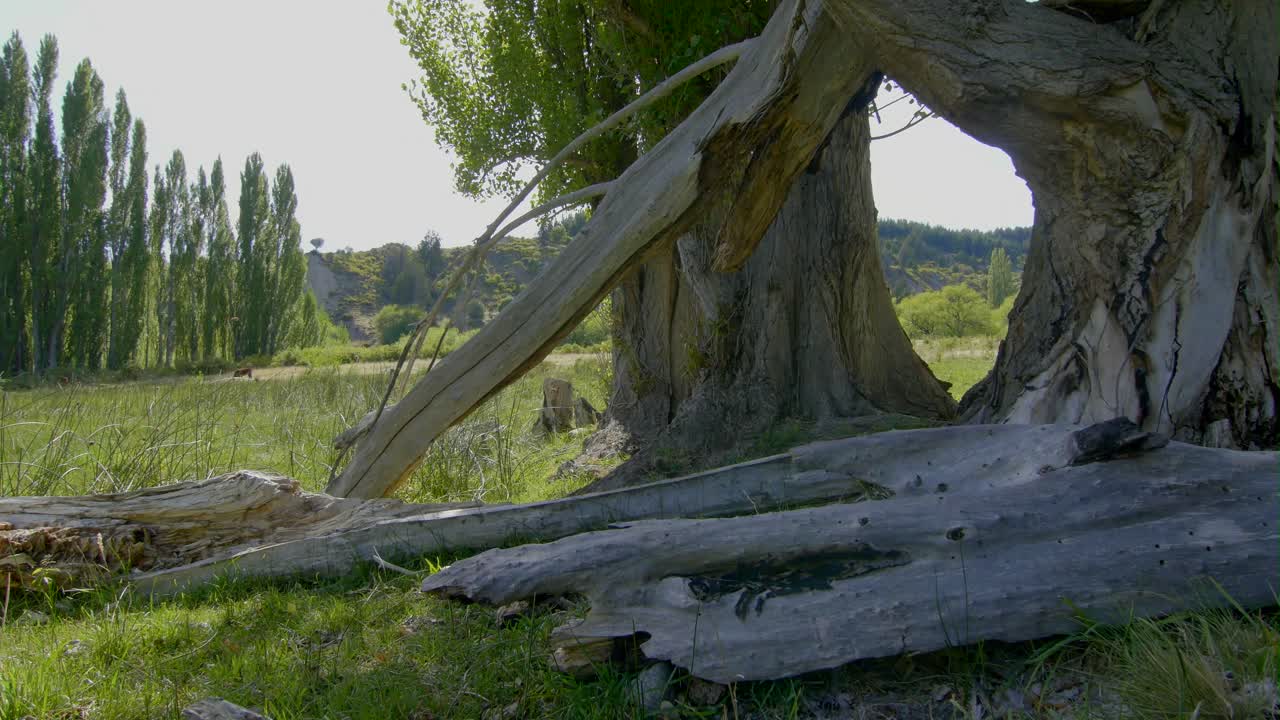 초원의 죽은 나무