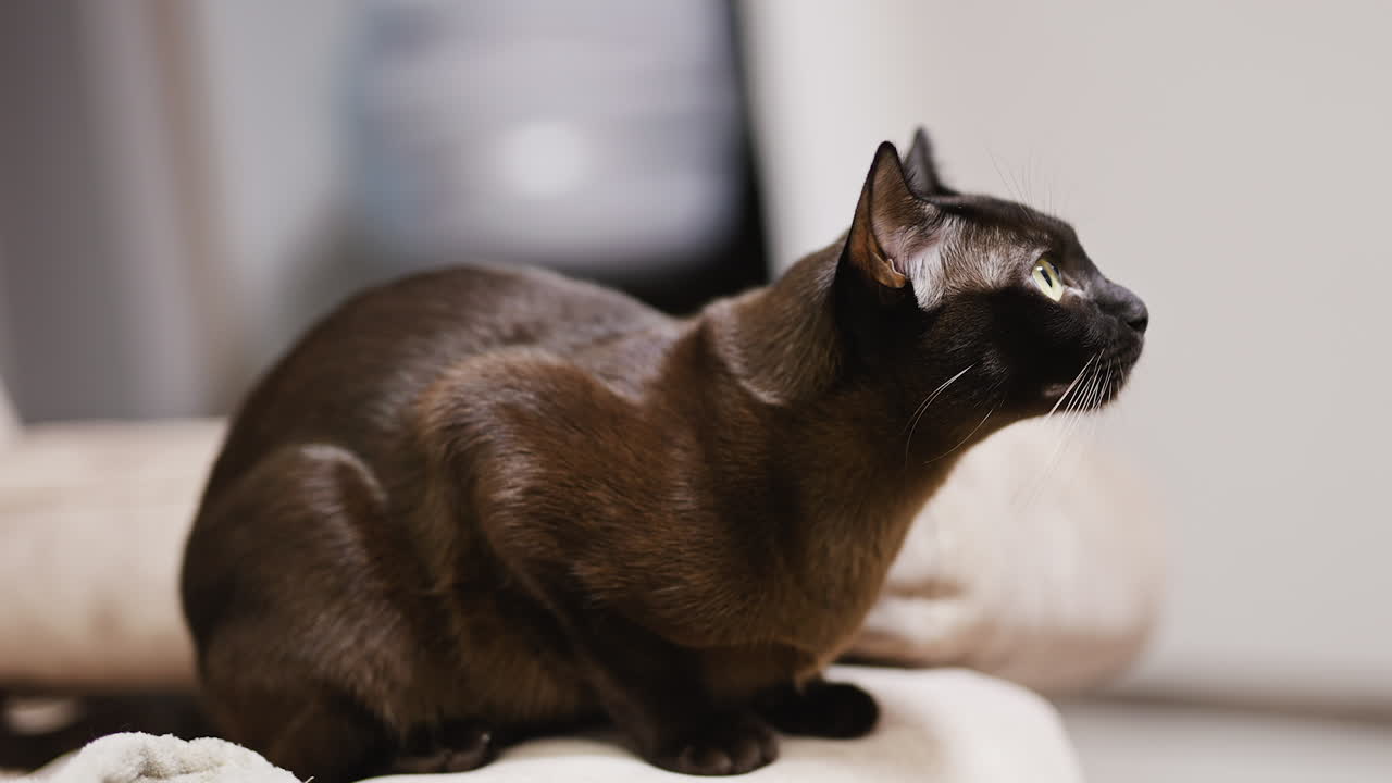 Black domestic cat sitting on the couch and looking up. Yellow-eyed kitty with shining fur watching something attentively. Side view.