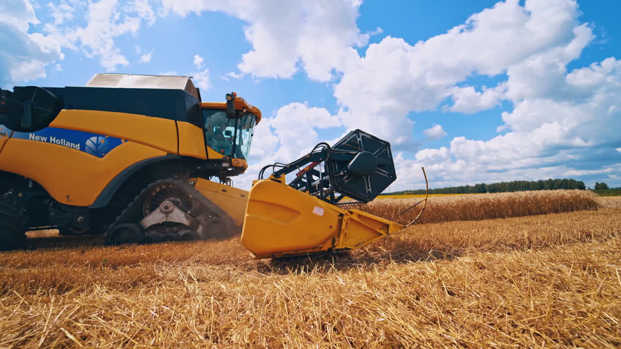 Grain harvesting combine. Combine harvester harvesting golden wheat