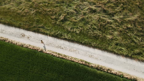 Erkundung-Der-Bezaubernden-Deutschen-Landschaft:-Der-Abenteuerliche-Lauf-Eines-Jungen-Aus-Der-Drohnenperspektive