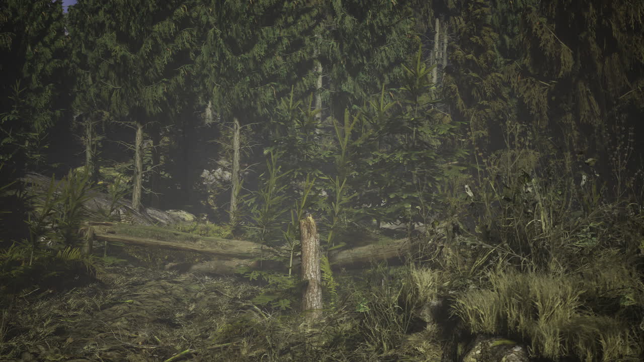 울창한 나무와 자연 식물로 가득 찬 조용한 숲을 탐험합니다.