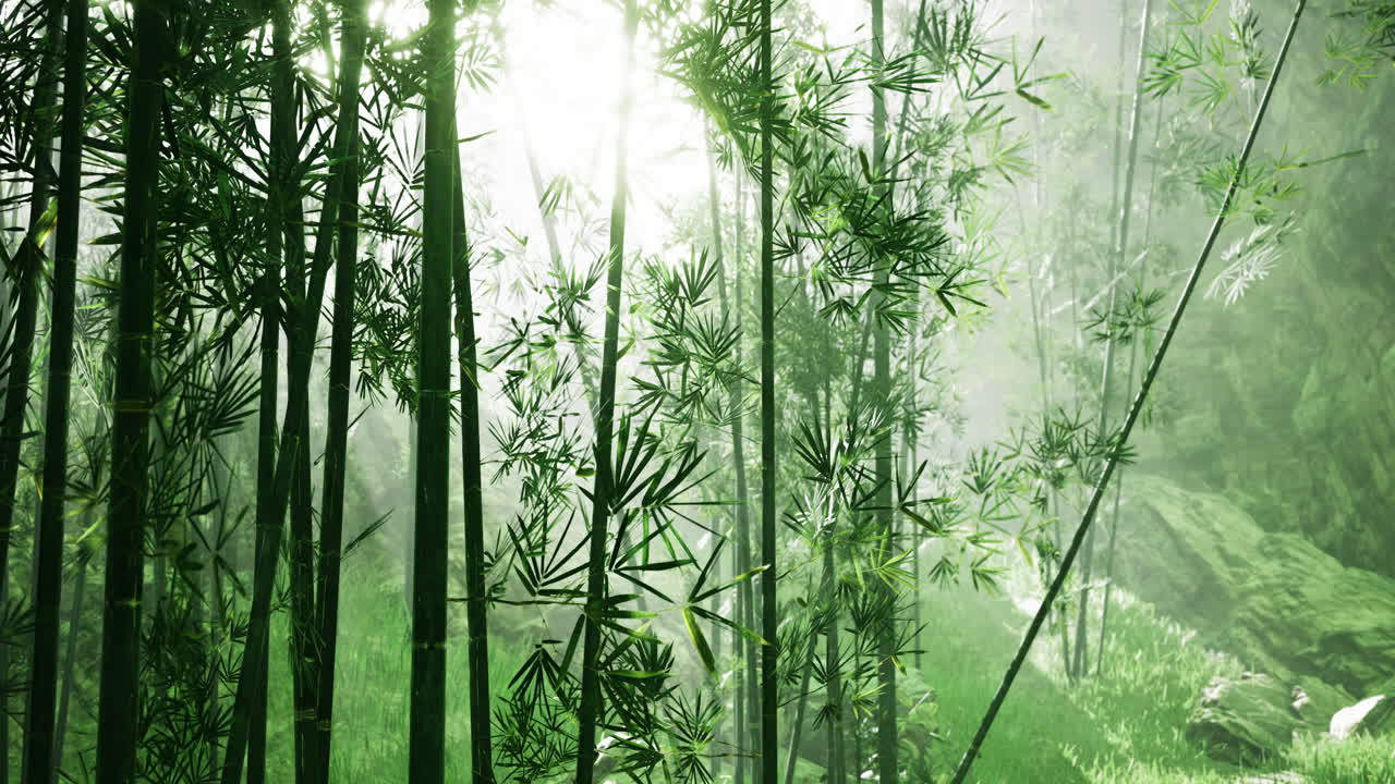 Bamboo forest glimmers in soft light revealing natures tranquility