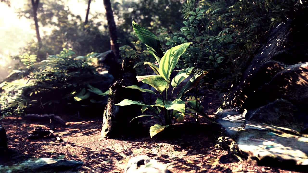 밝은 초록색 숲의 길