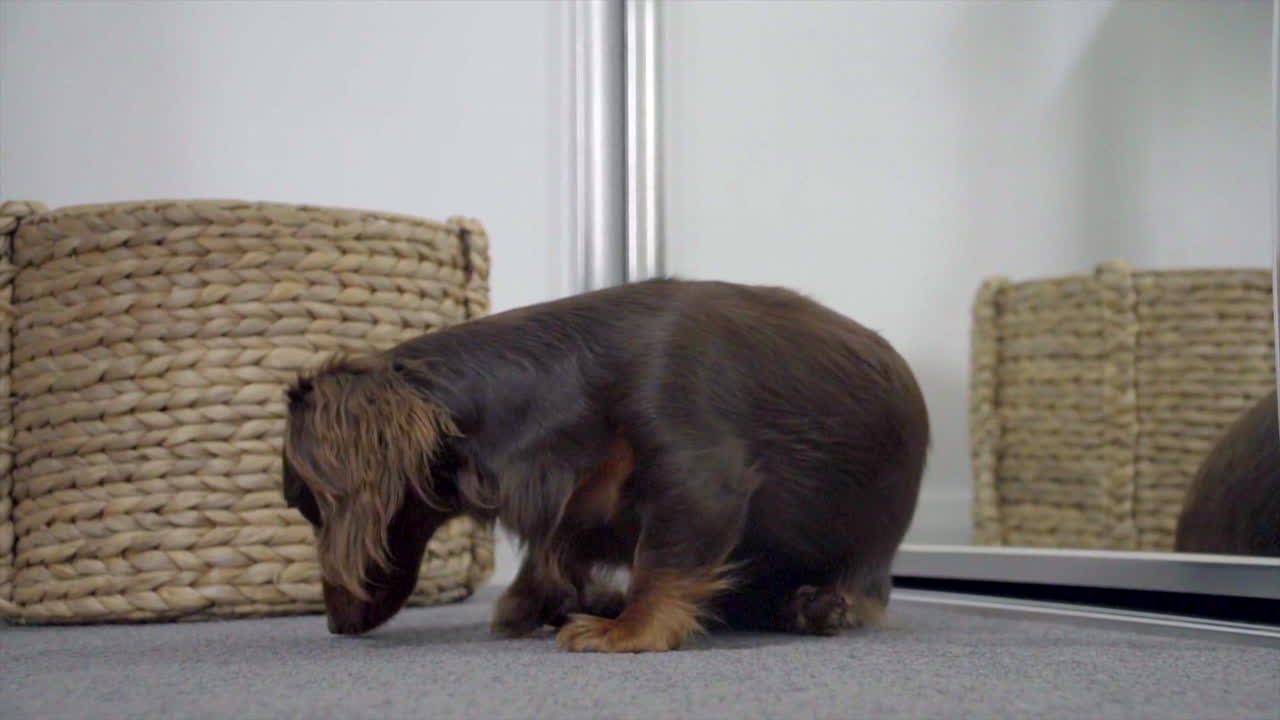 cachorro dachshund olfateando la alfombra