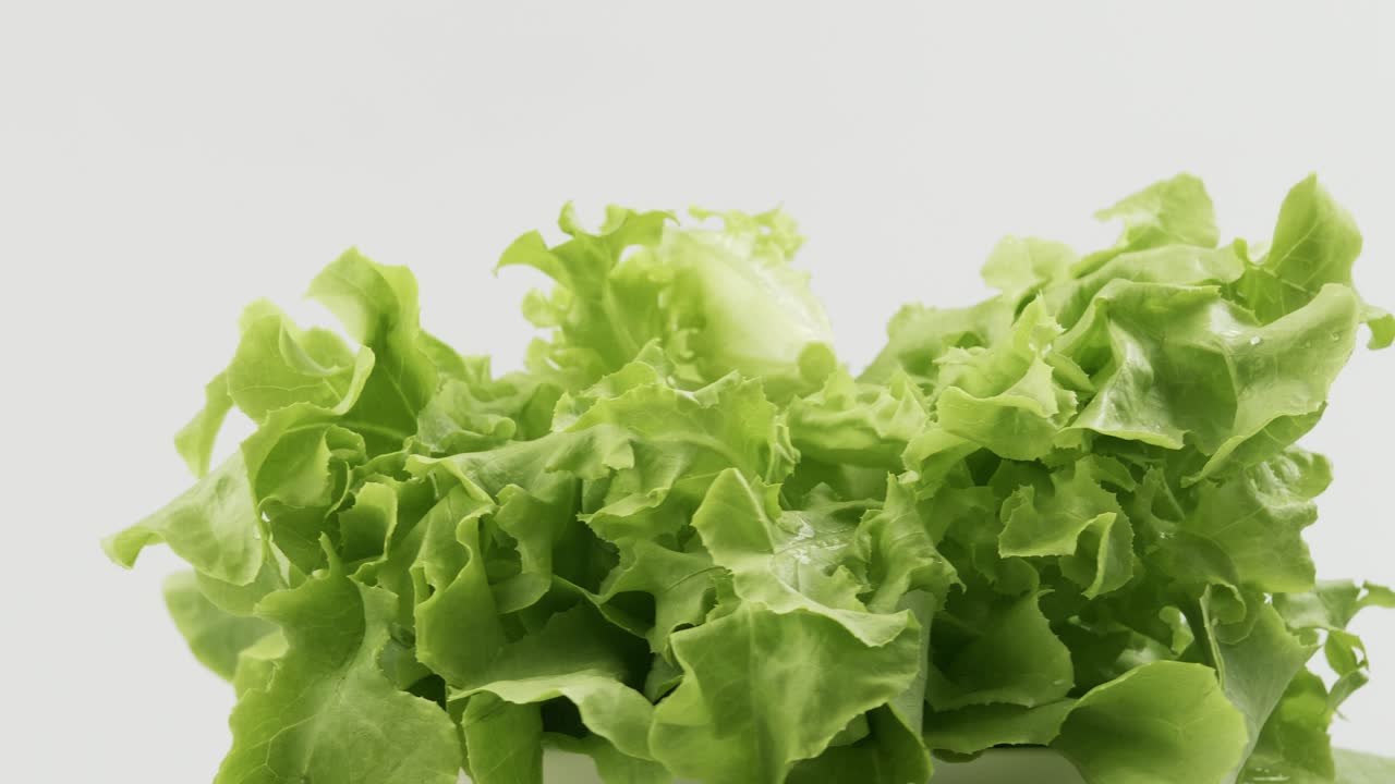 la lechuga fresca de roble verde plantada al estilo hidropónico está bellamente colocada y gira lentamente