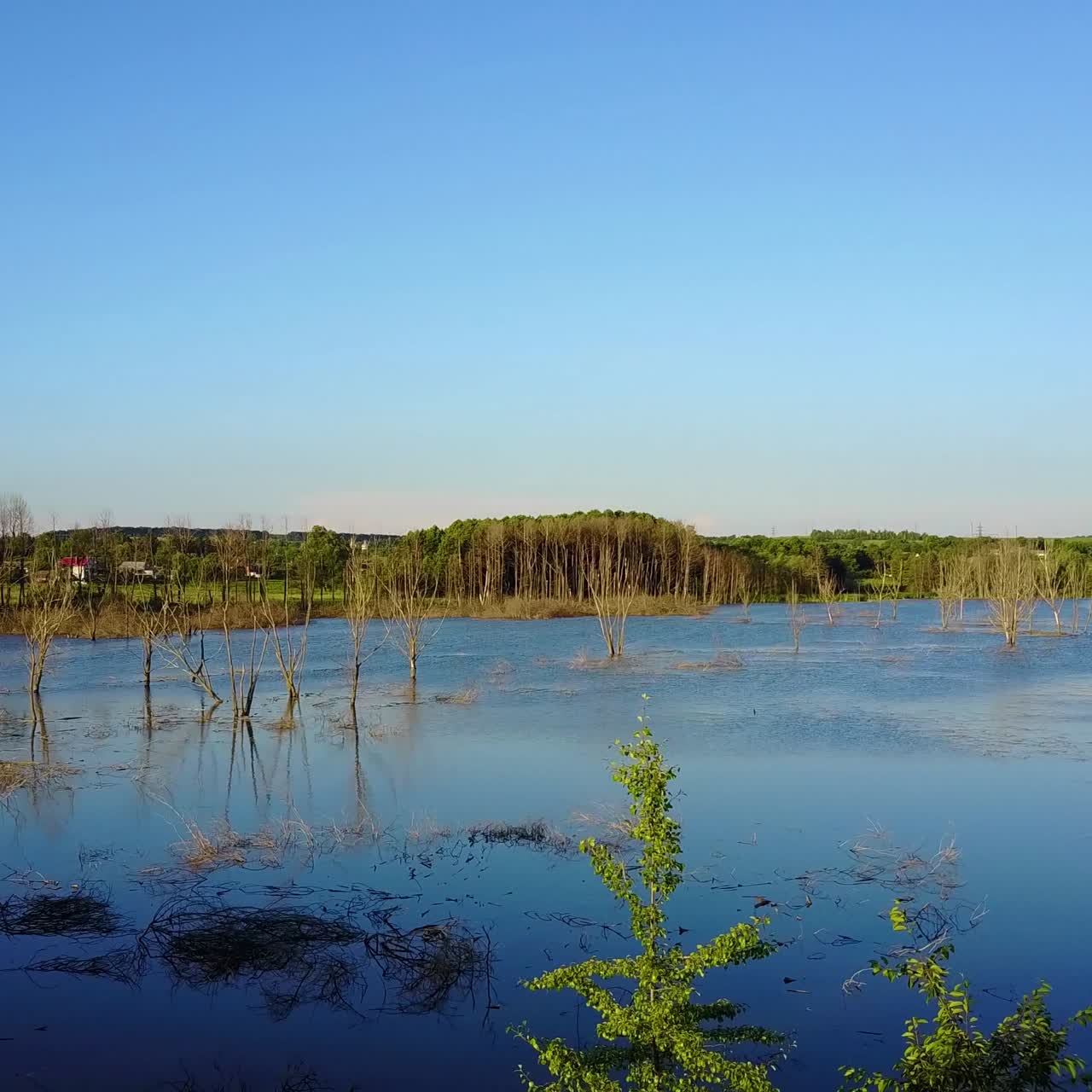 Dry Branches In The Lake. Global warming concept dead tree in the water