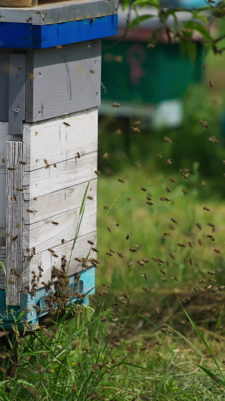 Working bees flying near their beehives. Numerous bees crawling around the entrance slot to the hive. Summer nature at the backdrop. Vertical video