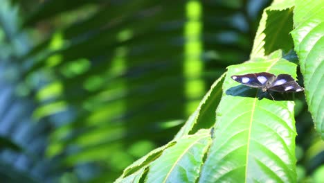 butterfly resting on a green leaf