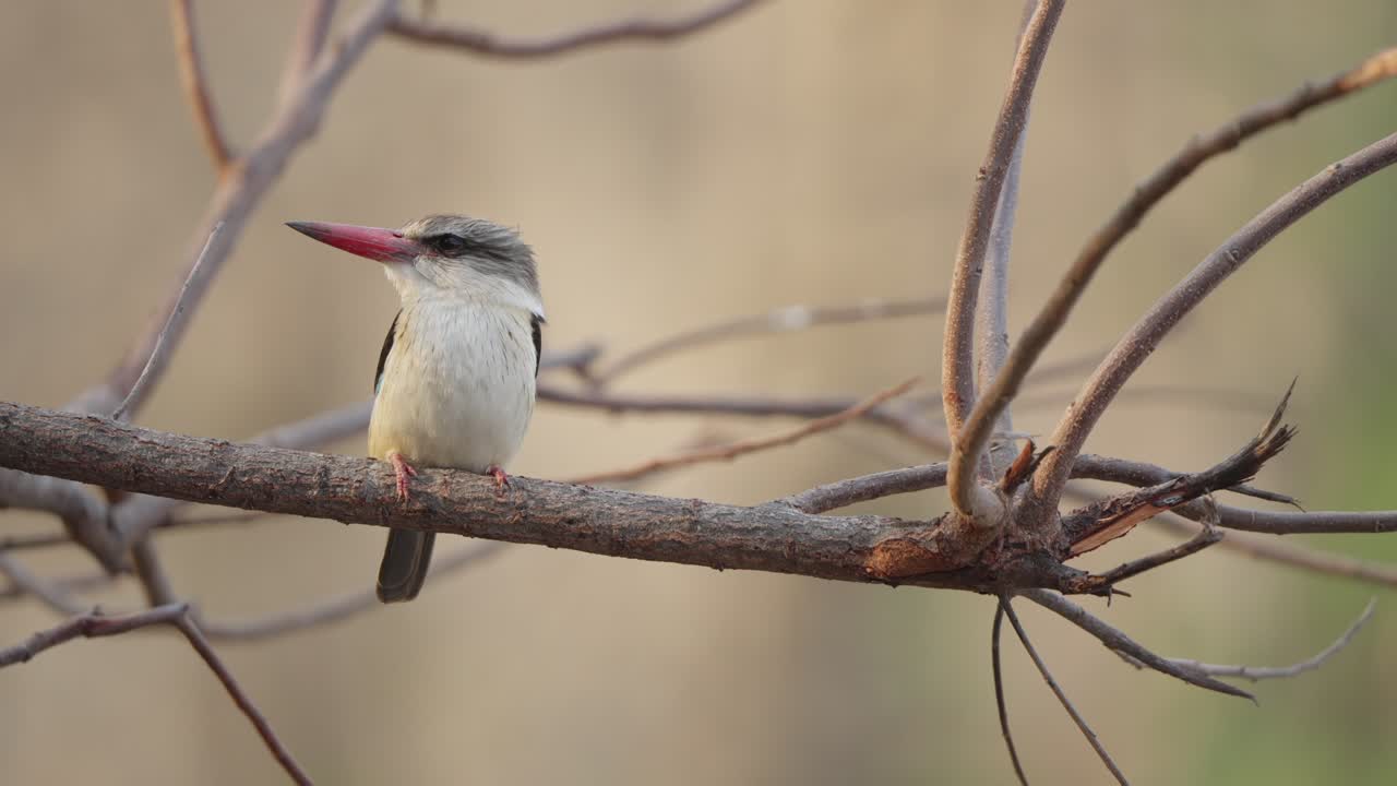 Brown hooded kingfisher in slow motion perched on branch, facing away then hopping 180 degrees to look left. Filmed in Kruger National Park, South Africa wildlife scene
