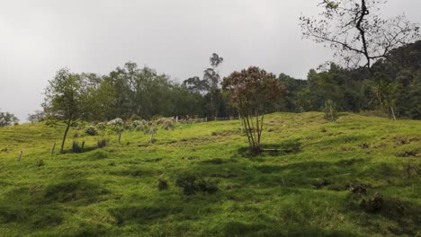 Looking-Up-At-Steep-Grassy-Hillside-On-Overcast-Day-In-The-Cocora-Valley,-Colombia