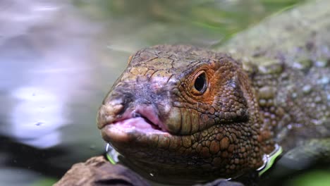 caiman lizard injured at the mouth area