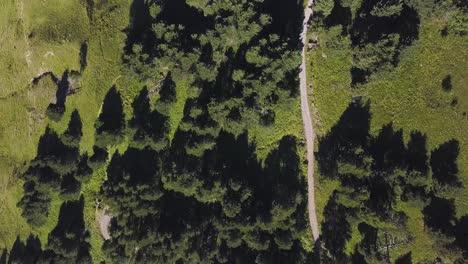 vista aérea del sendero forestal