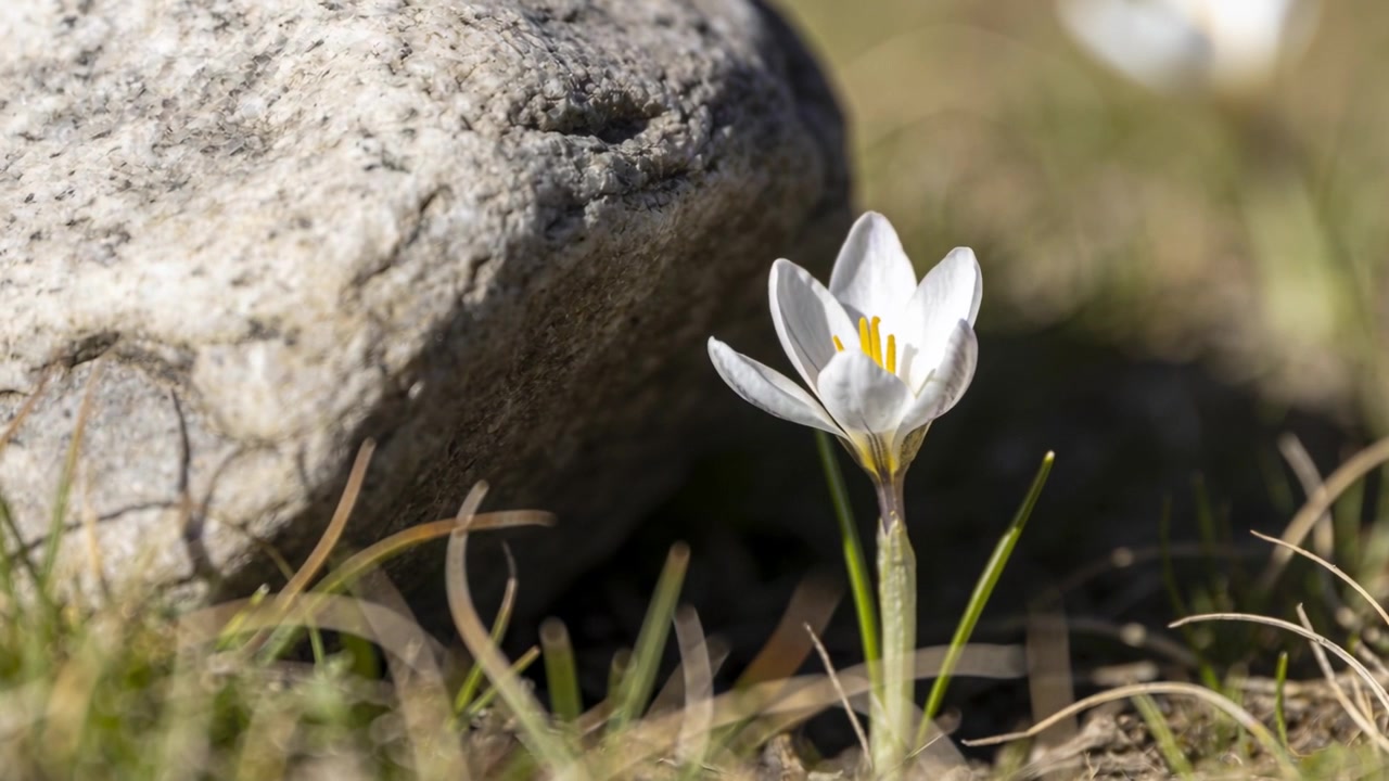 Flor branca de seis pétalas desabrochando ao sol no solo, com estames amarelos, rocha cinza e espaço para texto.
