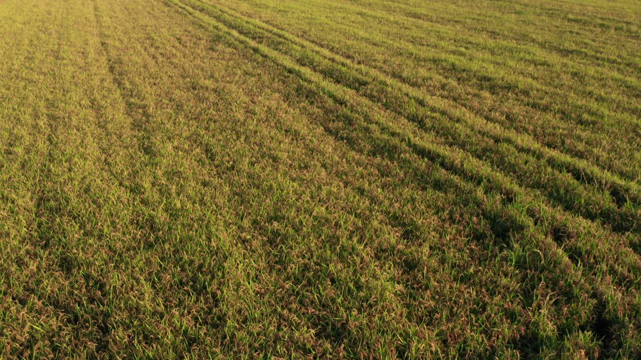 puesta de sol sobre campos de arroz al norte de italia, toma aérea