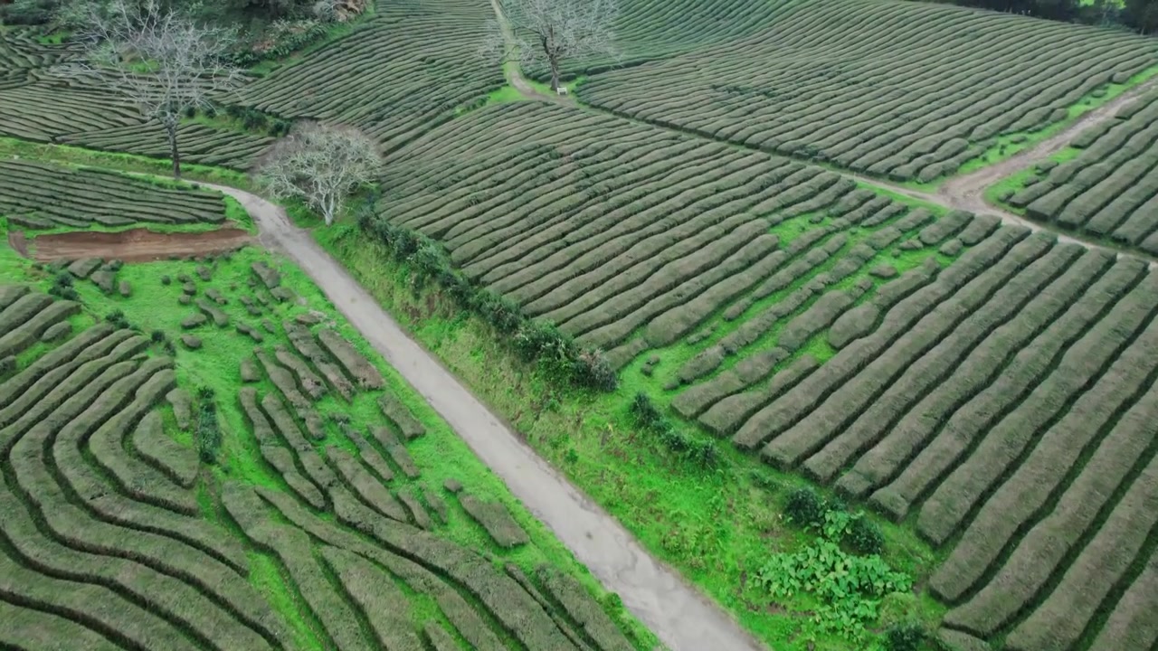 Veduta aerea di lussureggianti piantagioni di tè verdi