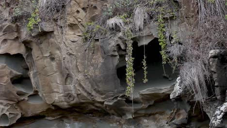 wild vines and grasses hanging from beach side cliff face, swinging in the calm wind