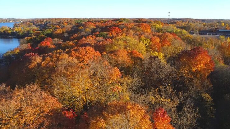 Aerial shot of the forests outside the city of minnesota with the orange and yellow colors of autumn.
