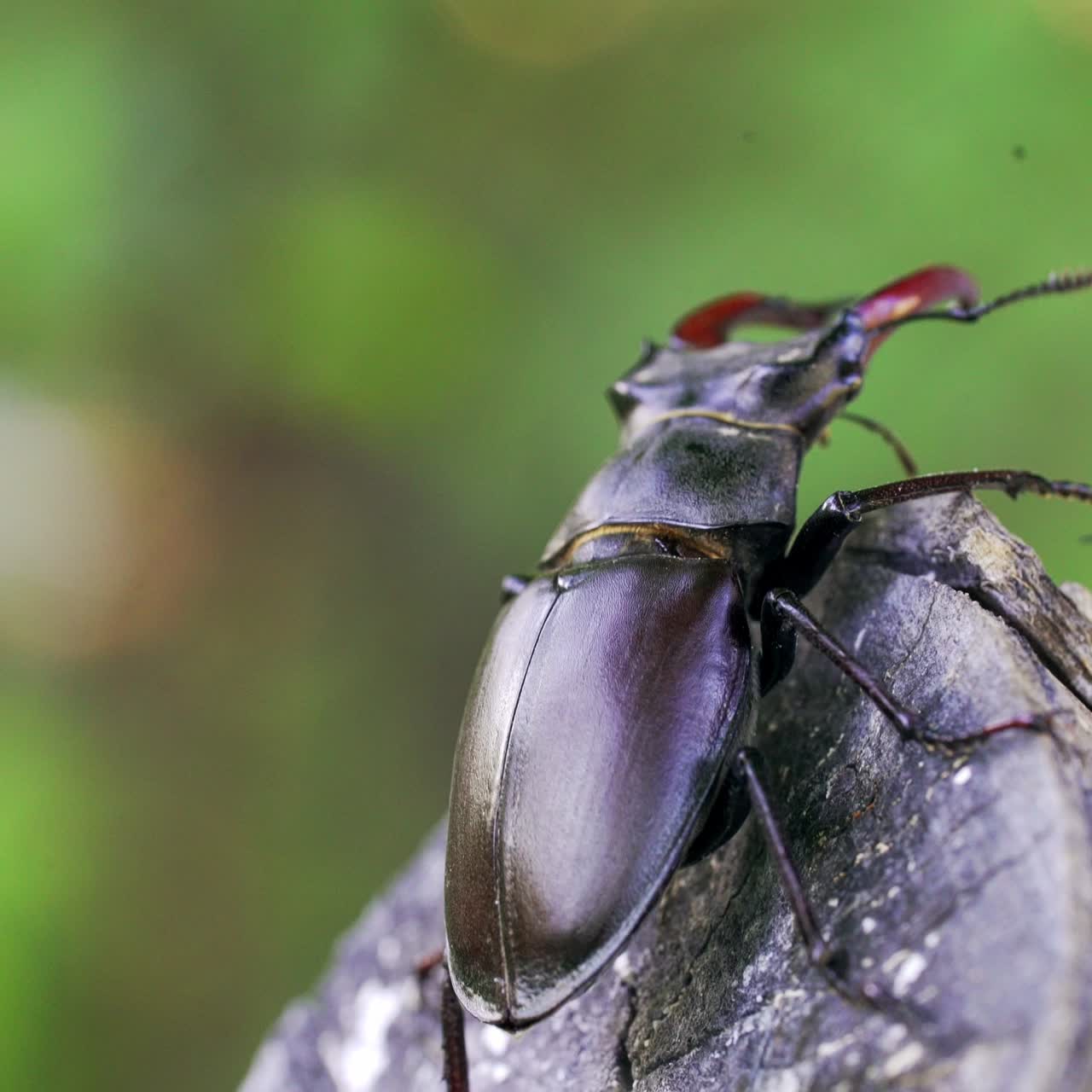 Stag Beetle (Lucanus cervus). Insect stag beetle on the old tree. Fighting beetle