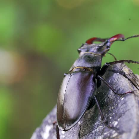 stag beetle (lucanus cervus). insect stag beetle on the old tree. fighting beetle