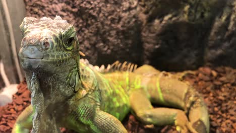 un primer plano de una iguana