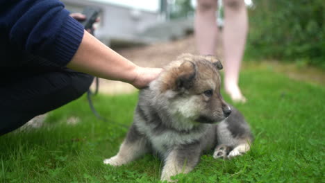 Zeitlupenaufnahme-Eines-Besitzers,-Der-Einen-Finnischen-Lapphund-Welpen-Kratzt