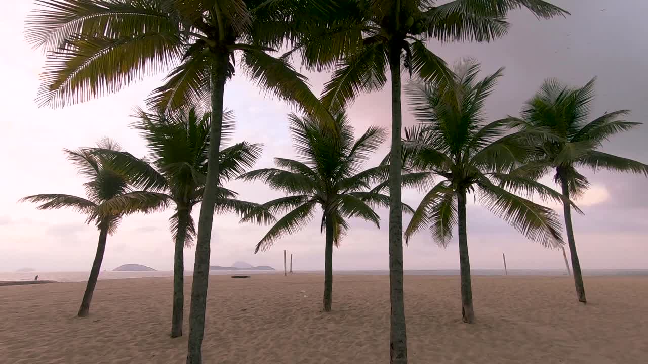Slow motion handheld walking through a group of trunks and leafs of palm trees on an empty Rio de Janeiro beach at golden hour sunrise