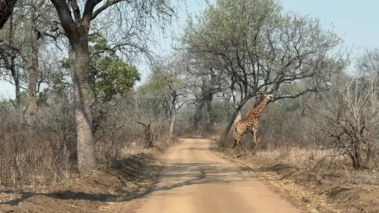 la jirafa sudafricana (giraffa camelopardalis giraffa) cruza la carretera en la temporada seca en la reserva de vida silvestre de majete, malawi.