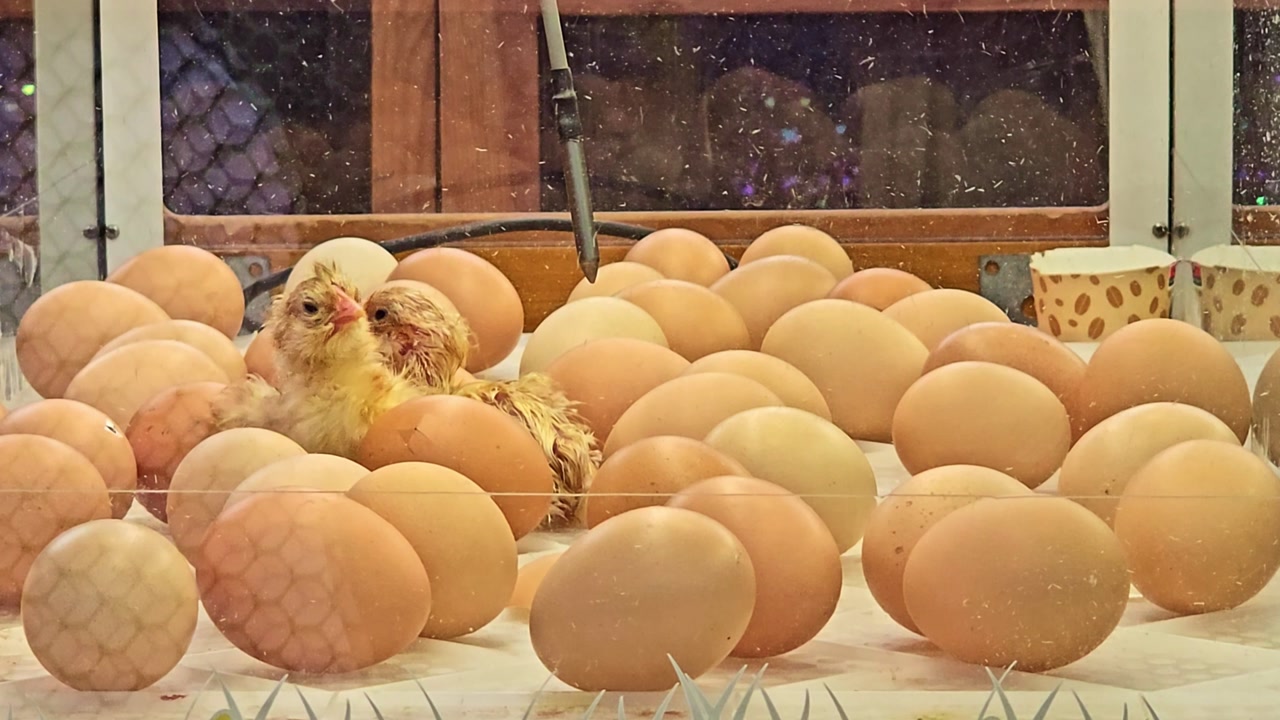 Close up of baby chicks hatching from eggs inside an incubator with fragile movements and early life behavior