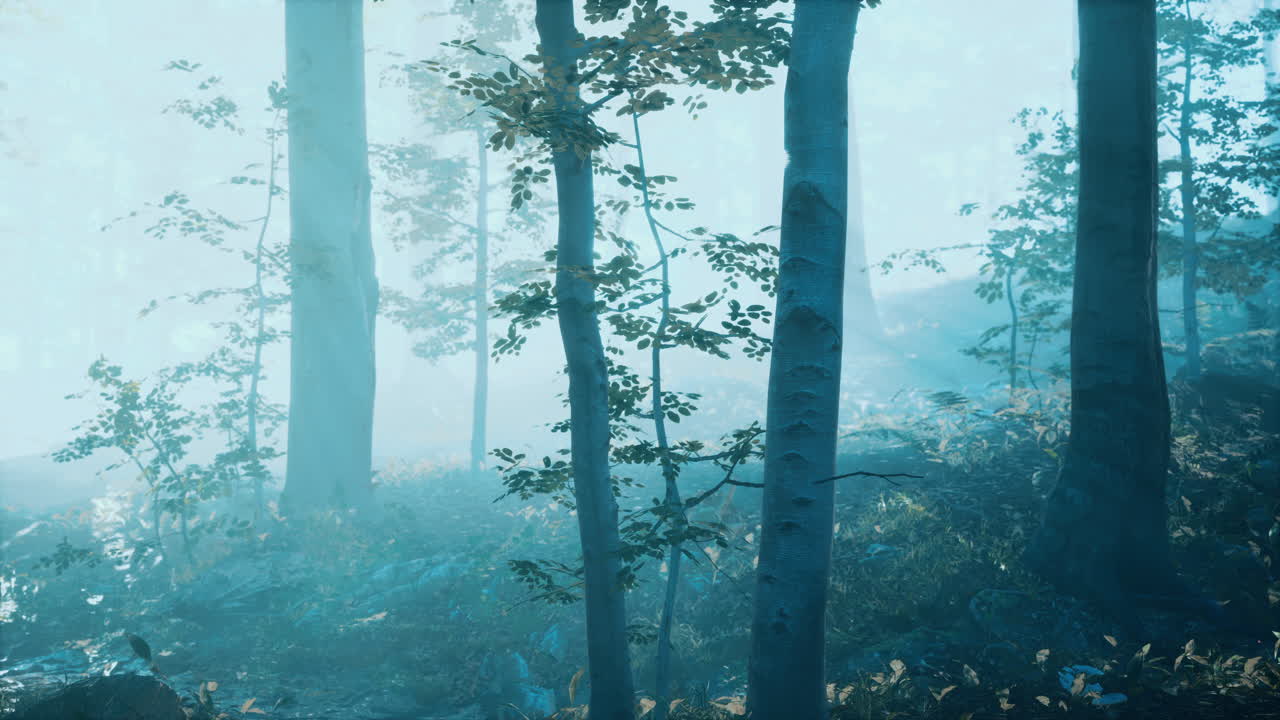 깊은 숲에서 아침 안개