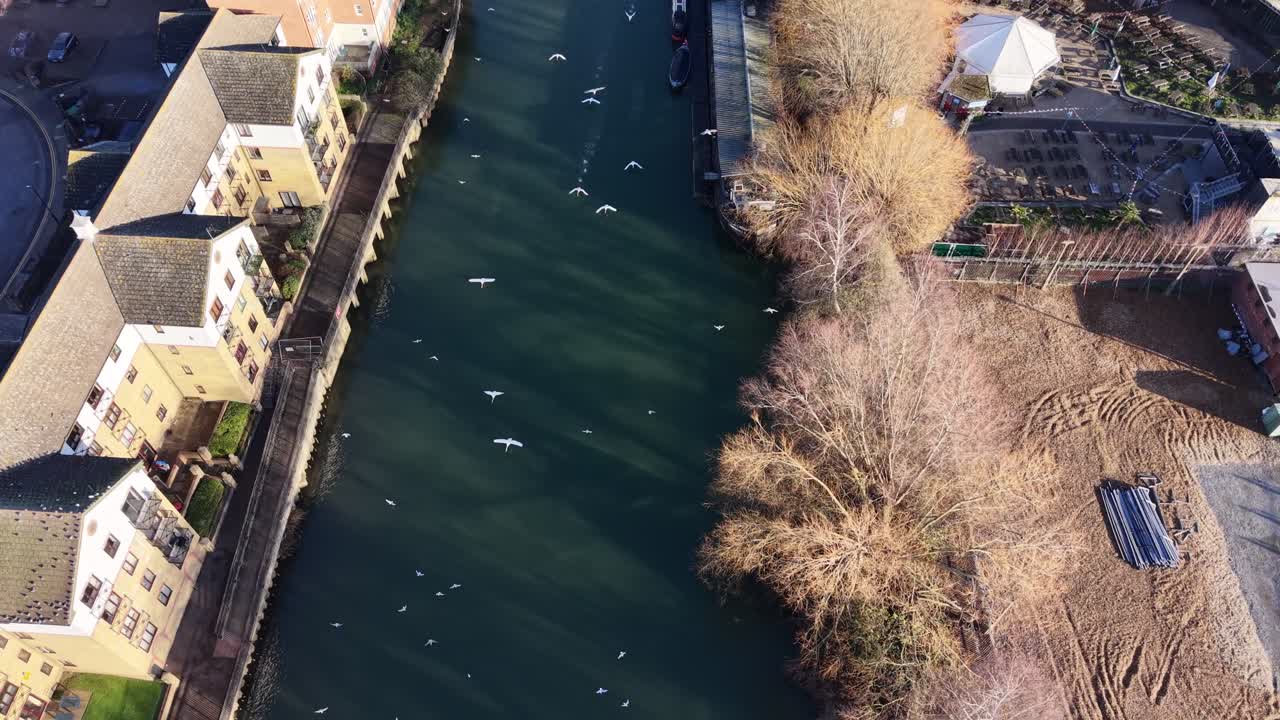 Cigni che atterrano sul fiume Nene, Peterborough, Cambridgeshire, Regno Unito, vista aerea dall'alto