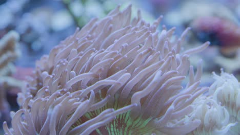 beautiful large pink sea anemone blowing back and forth with the water with a parrot fish in the background