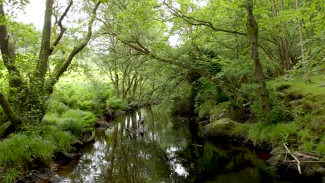 Aufnahme-über-Einem-Dunklen-Kleinen-Fluss-Mit-Schwarzem-Wasser-Und-Dunkelgrünen-Bäumen,-Die-Ihn-Bedecken