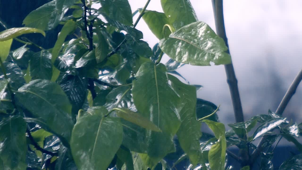 la brisa lleva olores como el zumbido de la tierra saturada bajo su toque