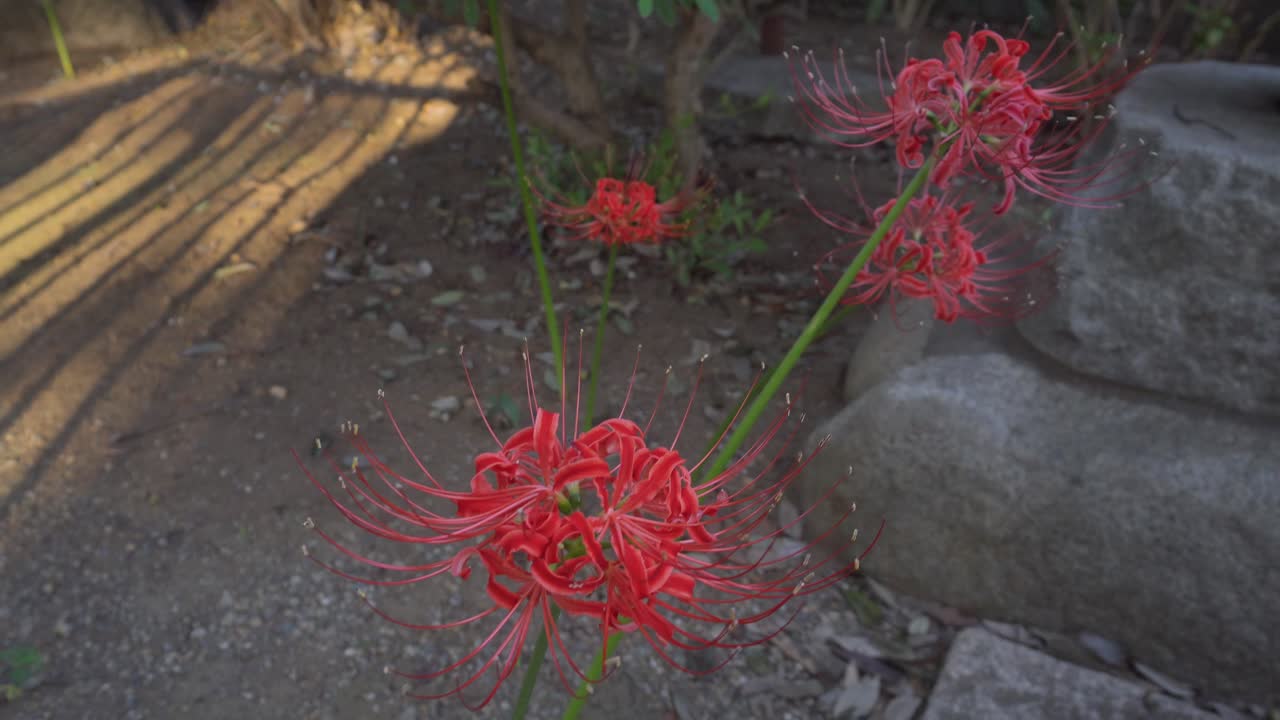 In the Japanese spring it is possible to see in different places in Tokyo this type of flower called red spider lily, it has a unique beauty.