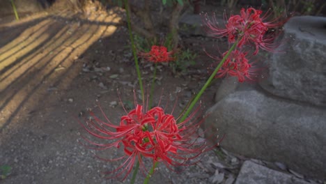 In the Japanese spring it is possible to see in different places in Tokyo this type of flower called red spider lily, it has a unique beauty.