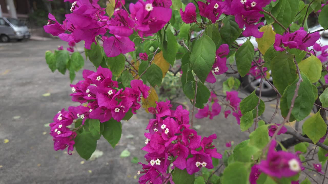 una impresionante variedad de flores de bougainvillea en plena floración