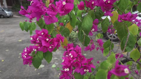 stunning array of bougainvillea flowers in full bloom