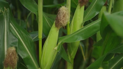 profile view of head of corn on corn stock