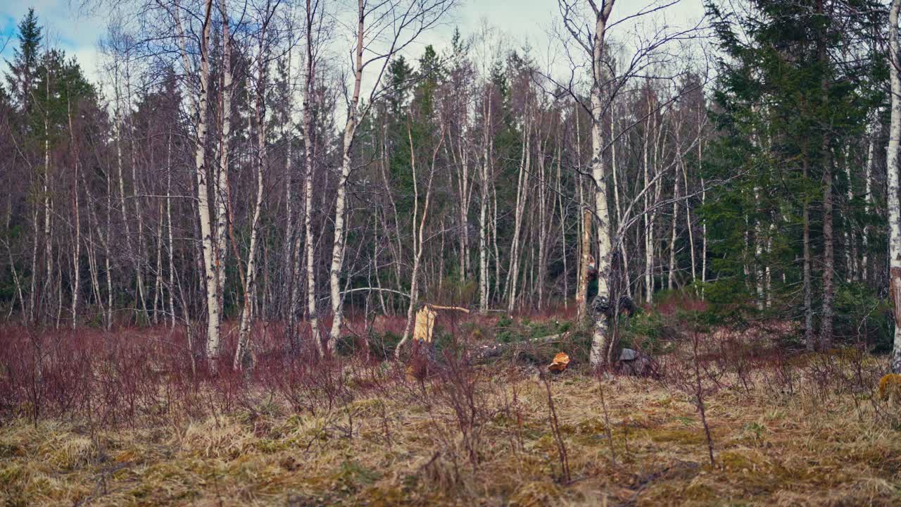 View Of A Man Carrying A Tree Trunk - Wide Shot