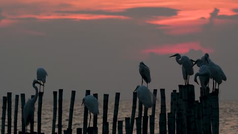 The-Great-Egret,-also-known-as-the-Common-Egret-or-the-Large-Egret