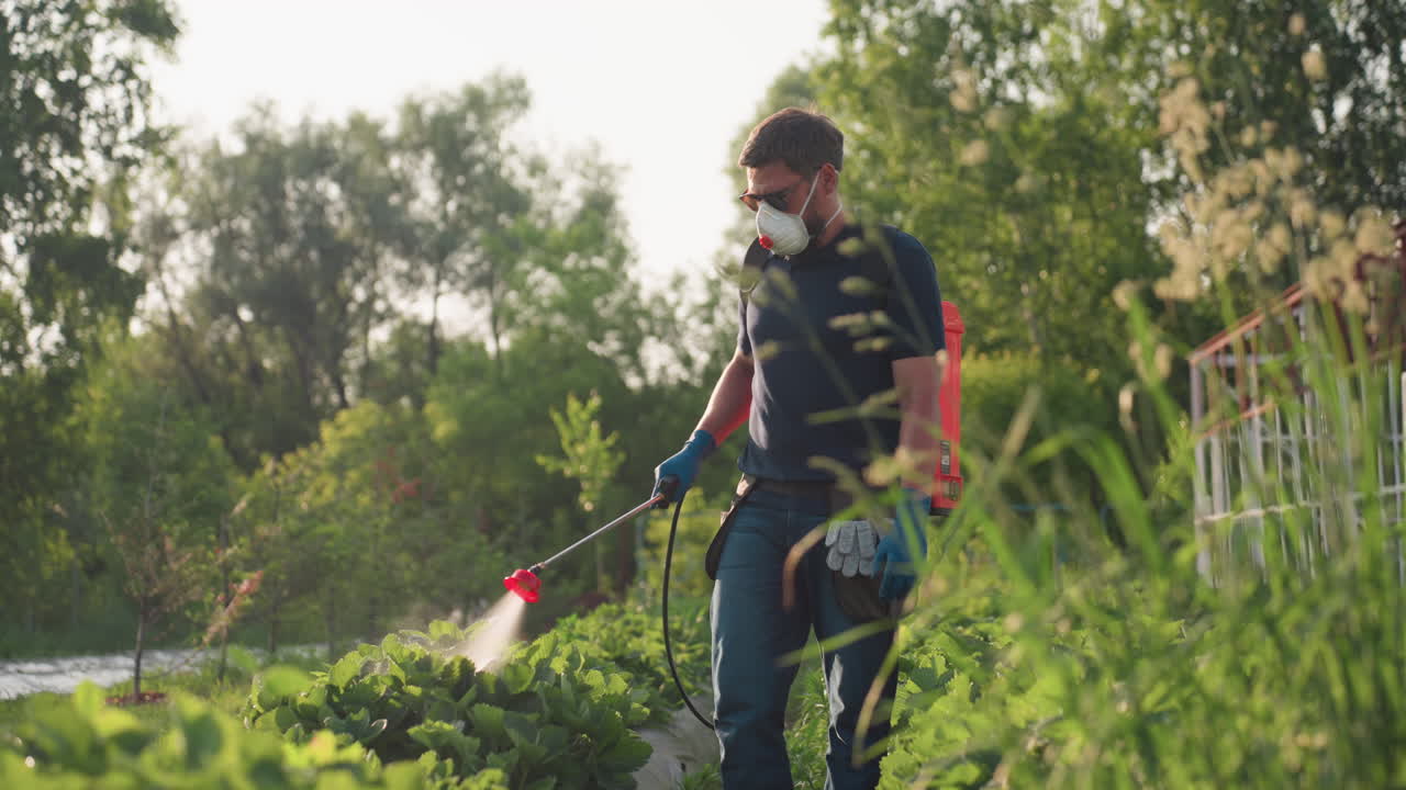 Agricoltore che indossa maschera protettiva e guanti, irrora le colture con un nebulizzatore su un letto di coltivazione verde durante una giornata di sole, file di piante e alberi sullo sfondo, concentrato sul controllo dei parassiti.