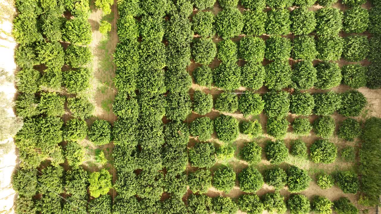 Aerial footage features a perfectly aligned orchard with vibrant green trees, as the drone ascends, revealing geometric patterns and the orderly beauty of Malta’s agricultural landscape.