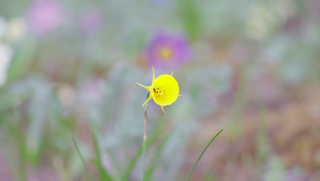 close up of a little yellow flower in an european garden during spring