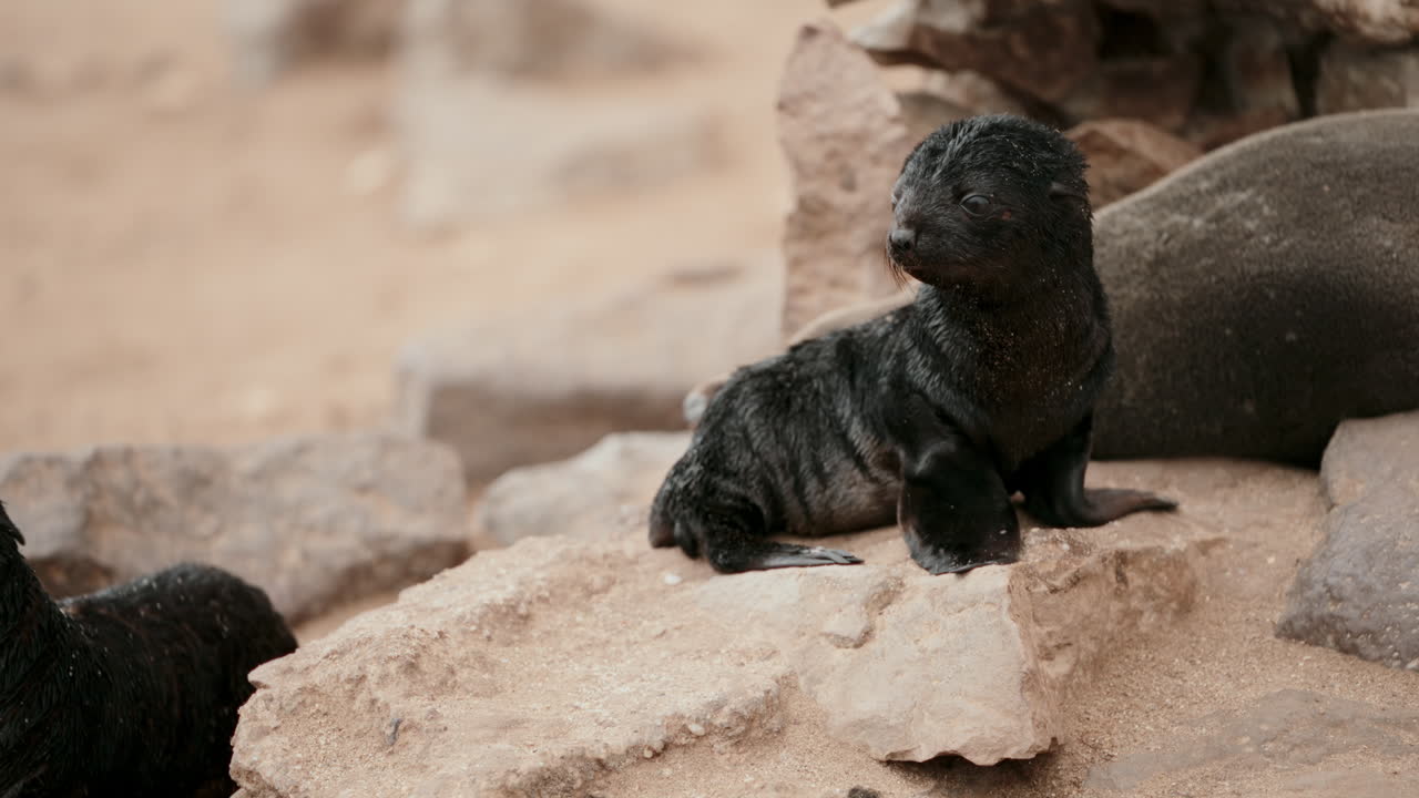 Baby Cape Fur Seals