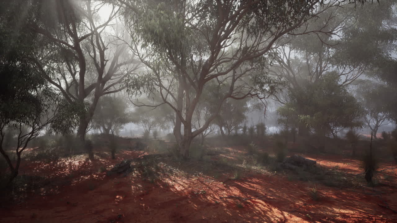 bosque de niebla con rayos de sol