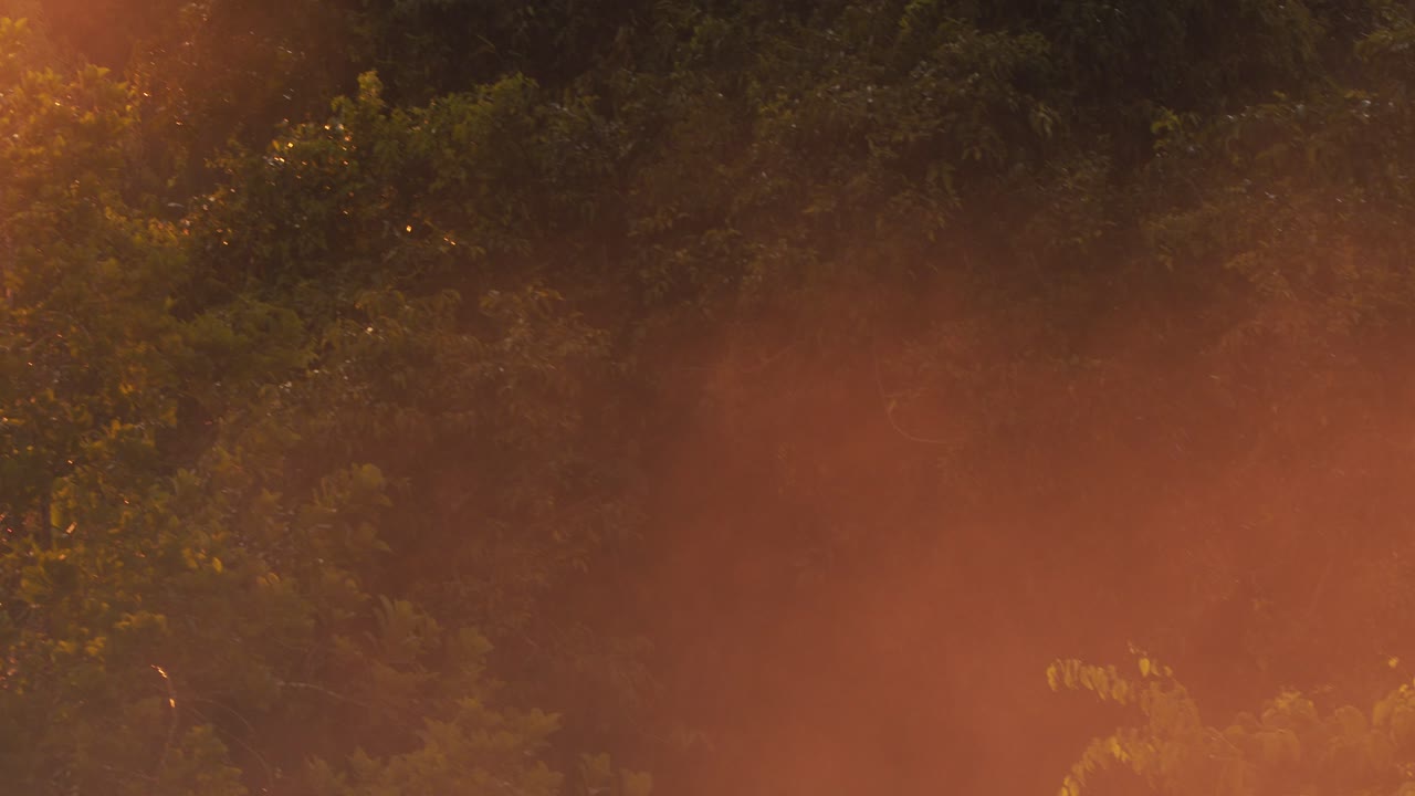 A dreamy sunset mist floats over Tambopata Reserve’s rainforest, drenched in radiant evening tones.