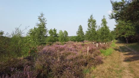 cycling through blooming heathland in national park de meinweg, netherlands, 4k60 footage