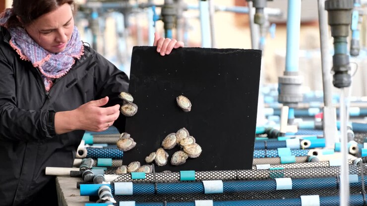 Woman shows juvenile abalone Haliotis midae growing in sea water tank on aquafarm, South African commercial aquaculture