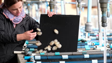woman shows juvenile abalone haliotis midae growing in sea water tank on aquafarm, south african commercial aquaculture