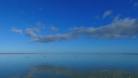 static shot with zoom-in towards geese on a beautiful, calm and clear lake - lake ellesmere, new zealand